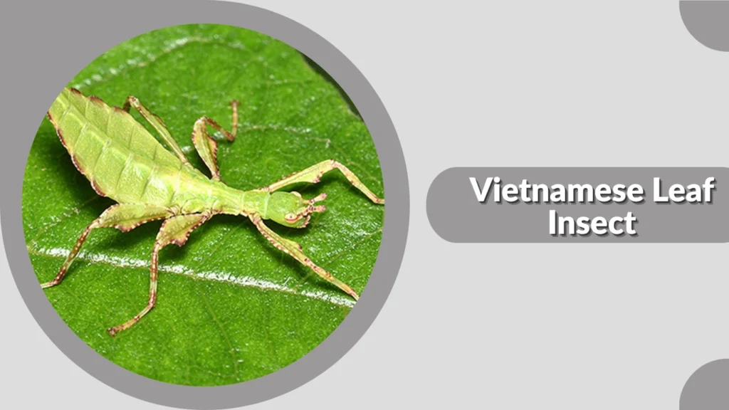 Vietnamese Insects 10 Types of Walking Leaf: Identification, Habitat, and Facts