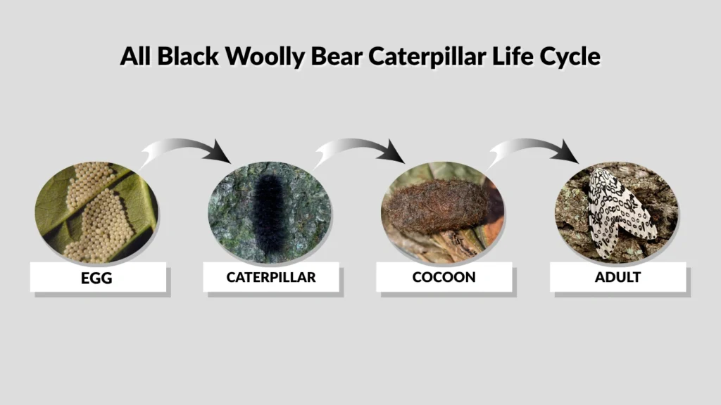 All Black Woolly Bear Caterpillar: Meaning, Facts, and Winter Prediction
