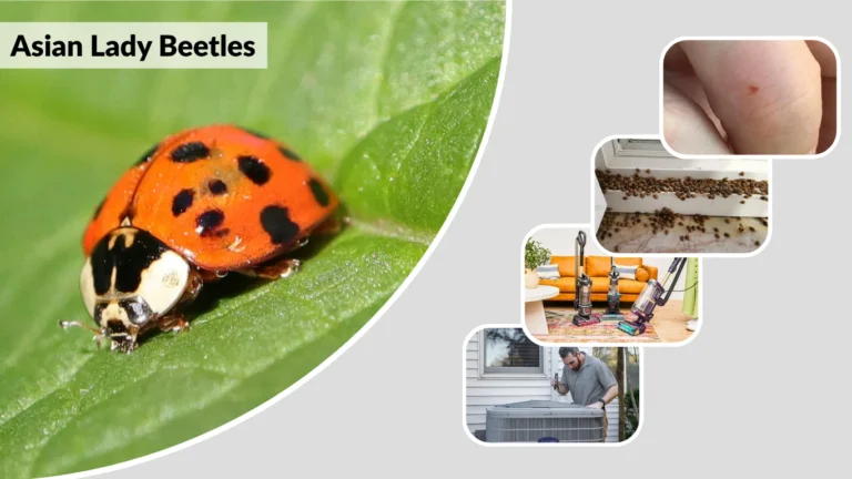 Asian Lady Beetles Identification, Bites, Infestation, and How to Get Rid of Them