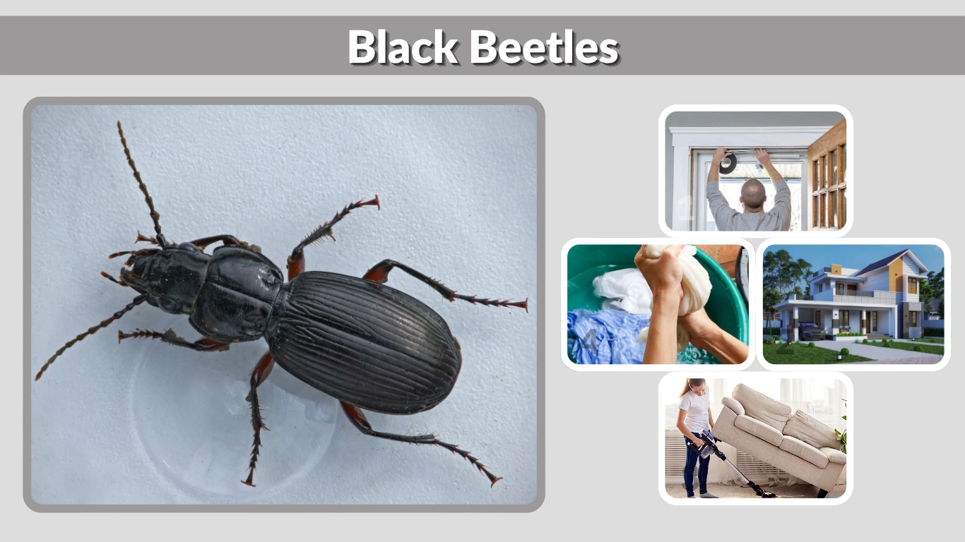 Black Beetles: Identification, Species, Household Infestations & How to Get Rid of Them