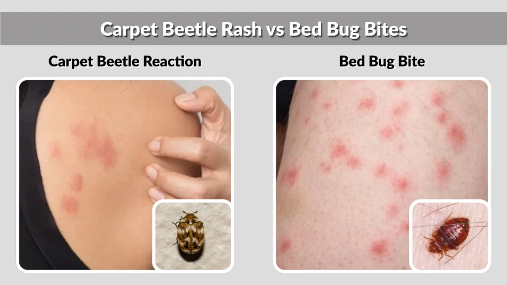 carpet-beetles-identification-damage-and-how-to-get-rid-of-them-for-good