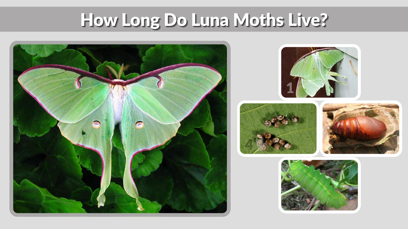 How Long Do Luna Moths Live? Full Guide