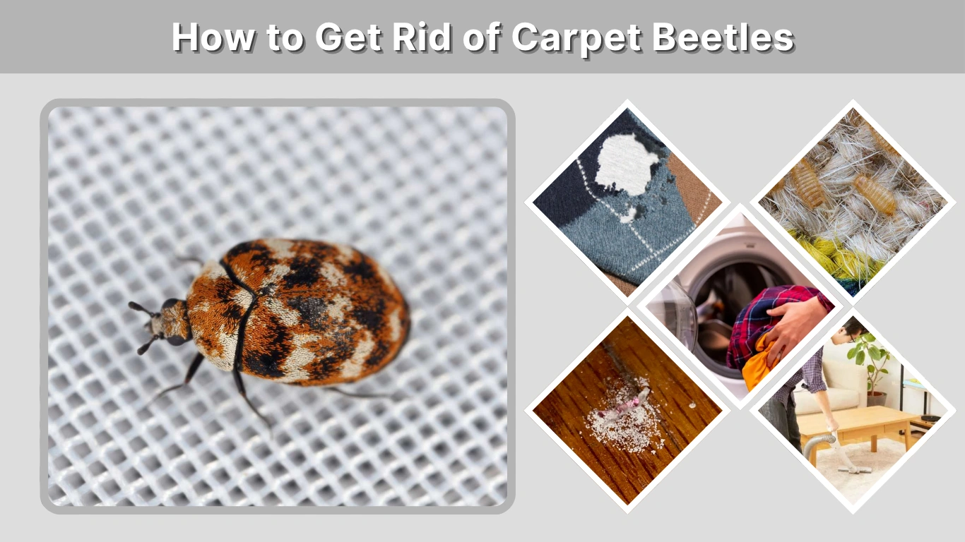 How to Get Rid of Carpet Beetles: Natural, Chemical, and Permanent Solutions