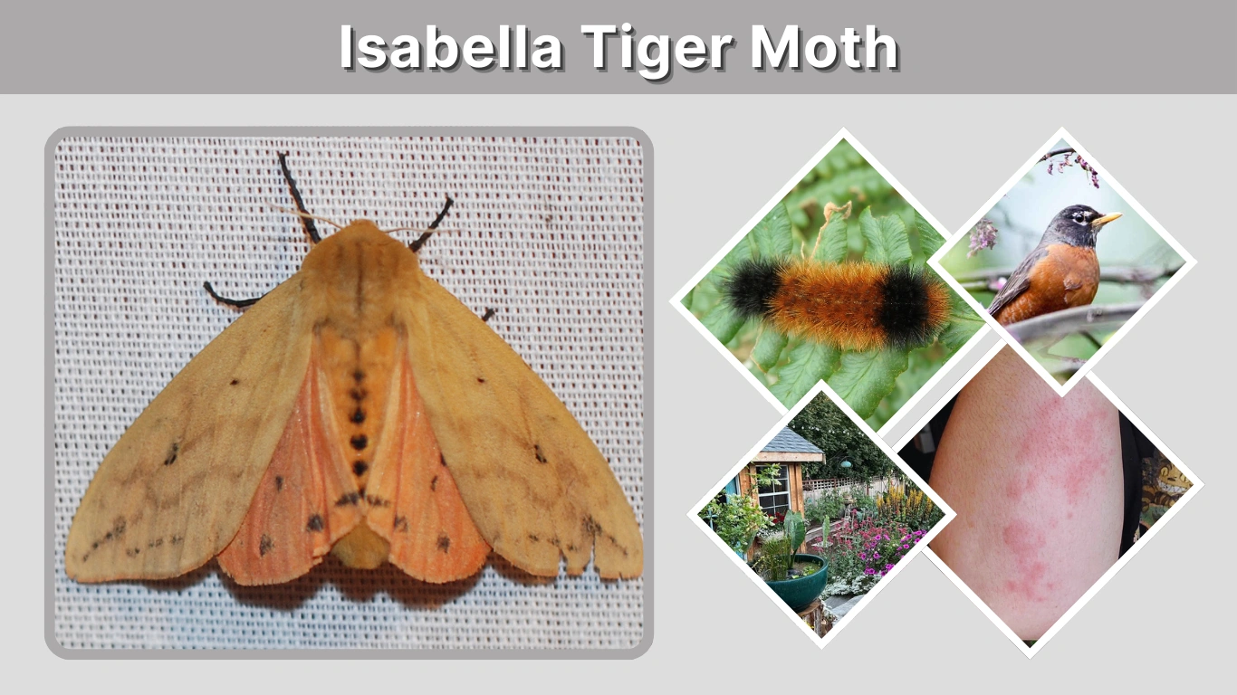 Isabella Tiger Moth Identification, Life Cycle & Facts