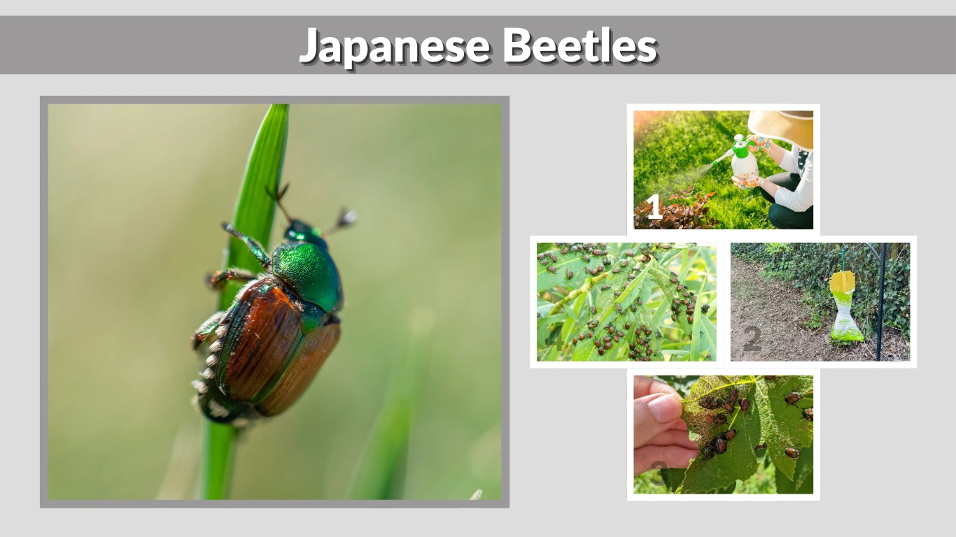 Japanese Beetles: Identification, Damage, and Effective Control Methods