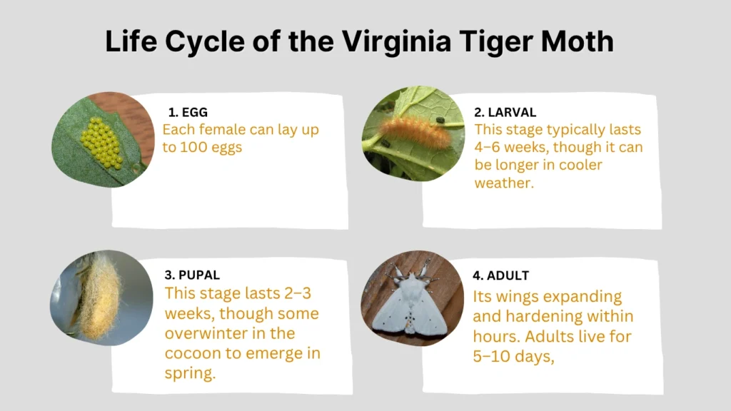Virginia Tiger Moth: Identification, Caterpillar, and Life Cycle