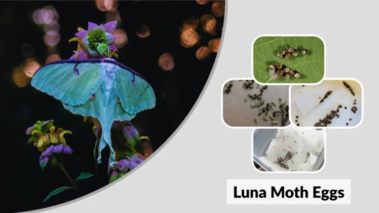 Luna Moth Eggs: Identification, Care, and Hatching Guide Luna Moth Eggs Identification, Care, and Hatching Guide