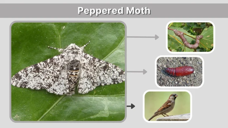 Peppered Moth: Color, Diet, Identification with Pictures