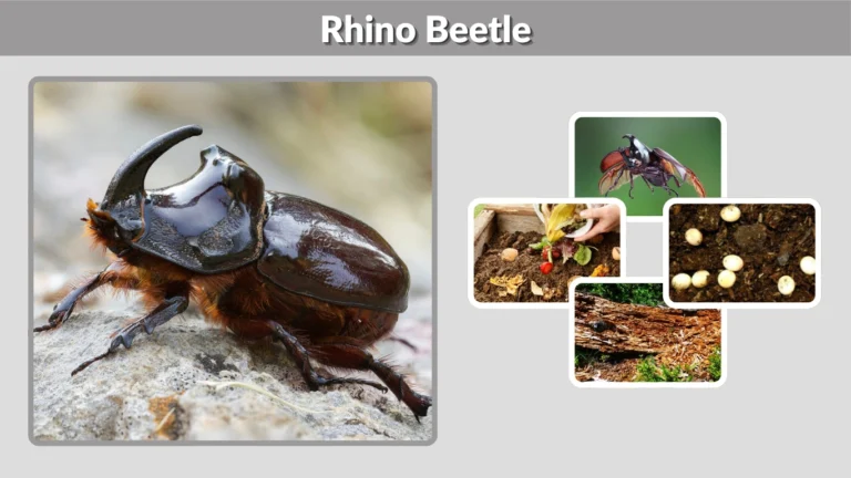 Rhino Beetle Identification, Life Cycle, Habitat, and Strength Explained