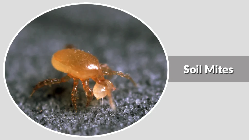 White Translucent Insects 20 Types of Tiny White Household Bugs: Identification & What They ...