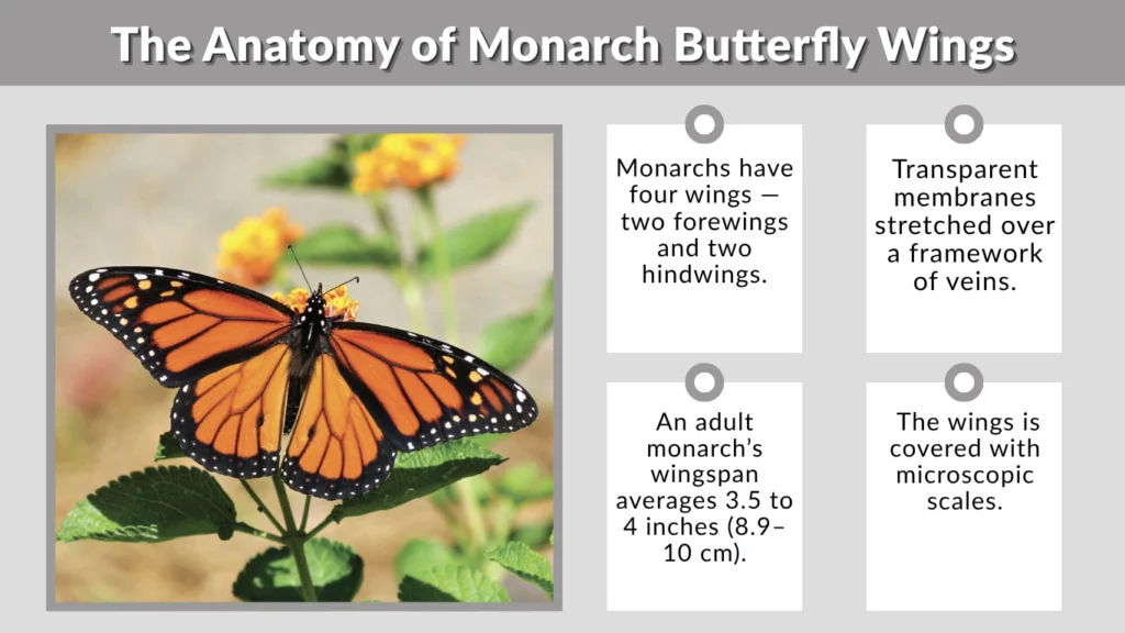 Monarch Butterfly Wings Structure Function And Beauty Explained Monarch Butterfly Wings Structure Function And Beauty Explained