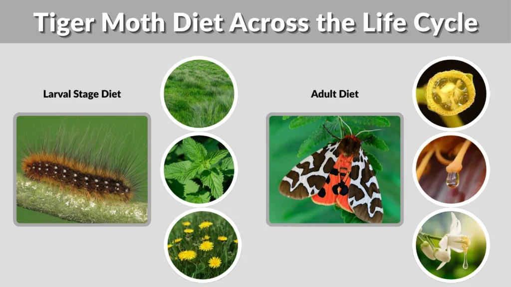 Tiger Moth Life Cycle: Complete Guide to Isabella, Garden & More
