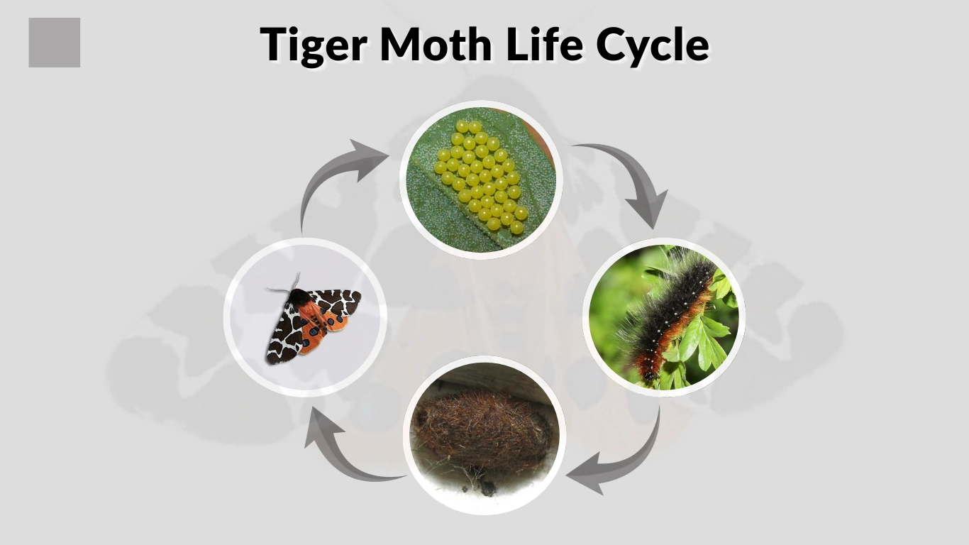 Tiger Moth Life Cycle Complete Guide to Isabella, Garden & More
