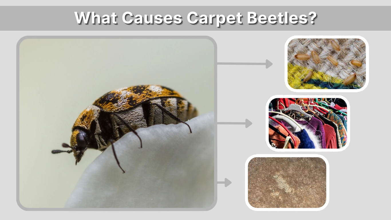 What Causes Carpet Beetles? Complete Guide to Infestations & Prevention
