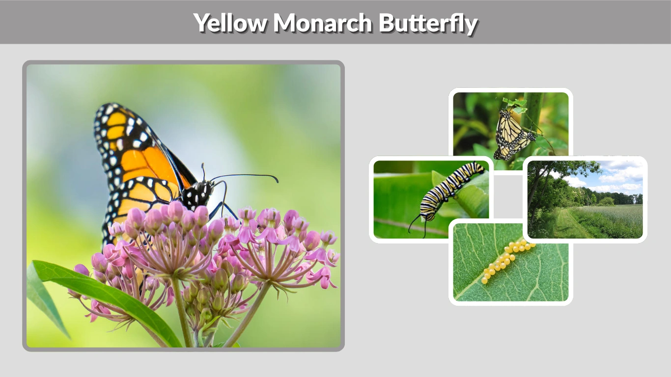 Yellow Monarch Butterfly: Identification,  Habitat, Behaviors, Diet and lifecycle