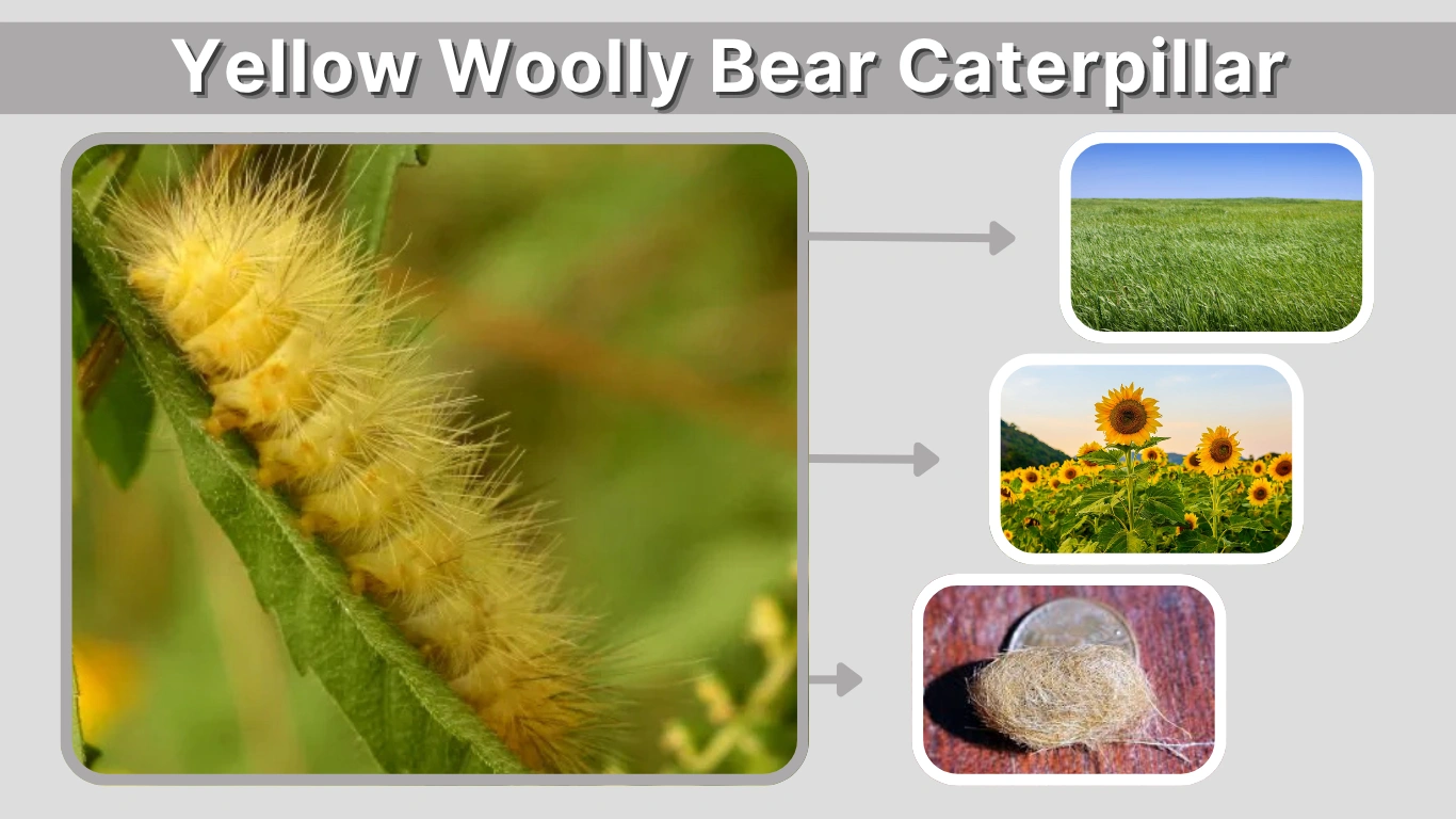 Yellow Woolly Bear Caterpillar: Facts, Life Cycle, and Moth Transformation