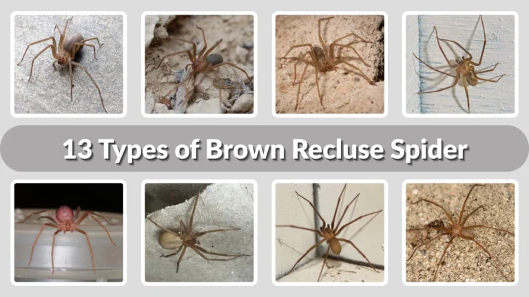 13 Types of Brown Recluse Spider Identification with Picture