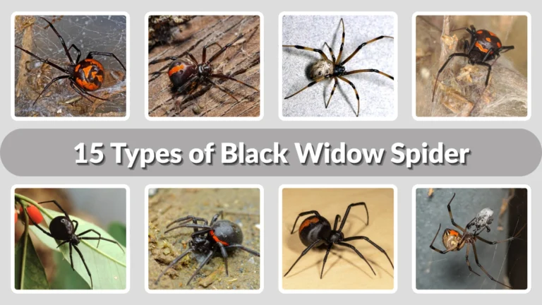 15 Types of Black Widow Spider Identification with Picture