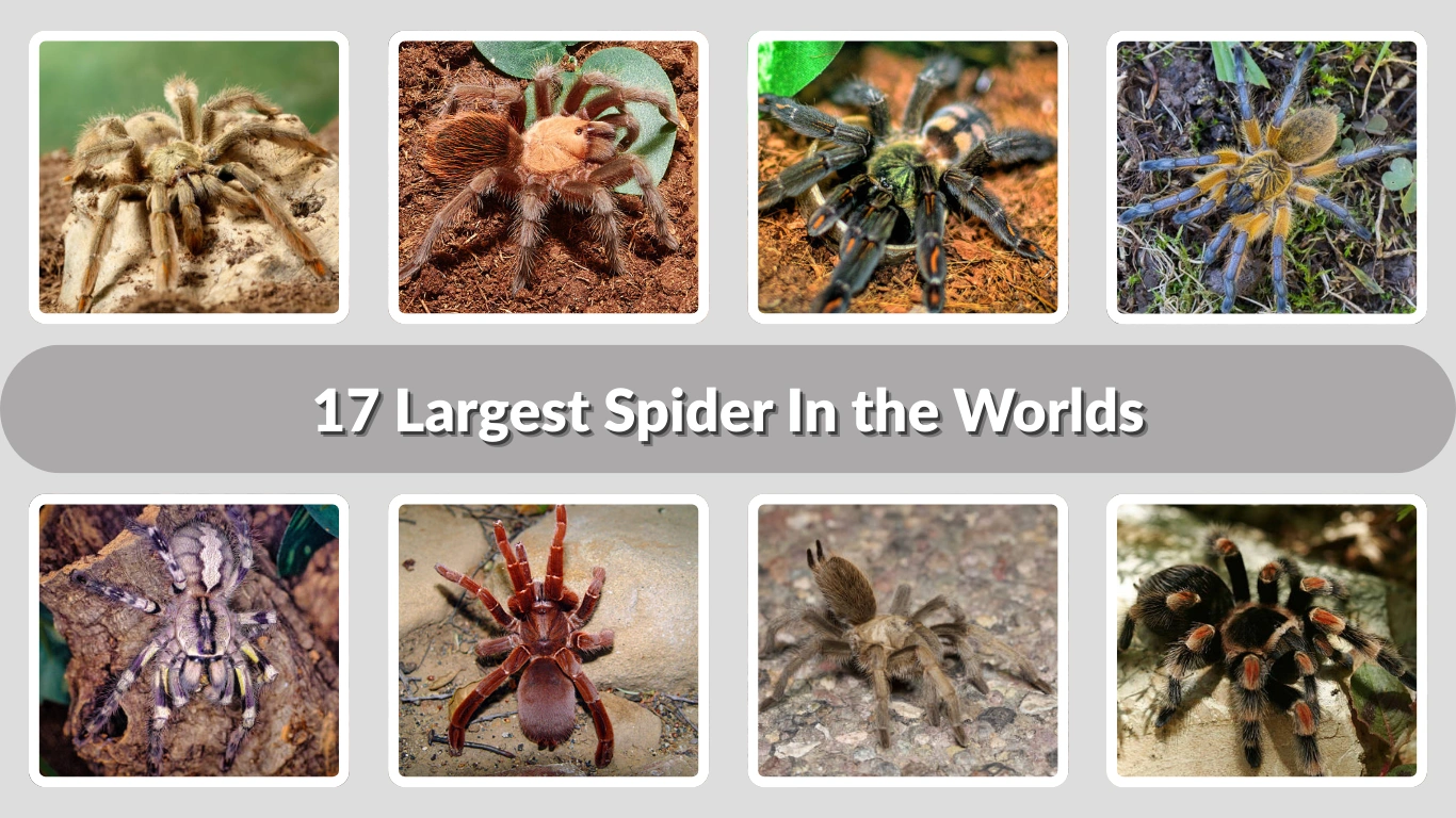17 Largest Spider In the Worlds: Identification with Picture