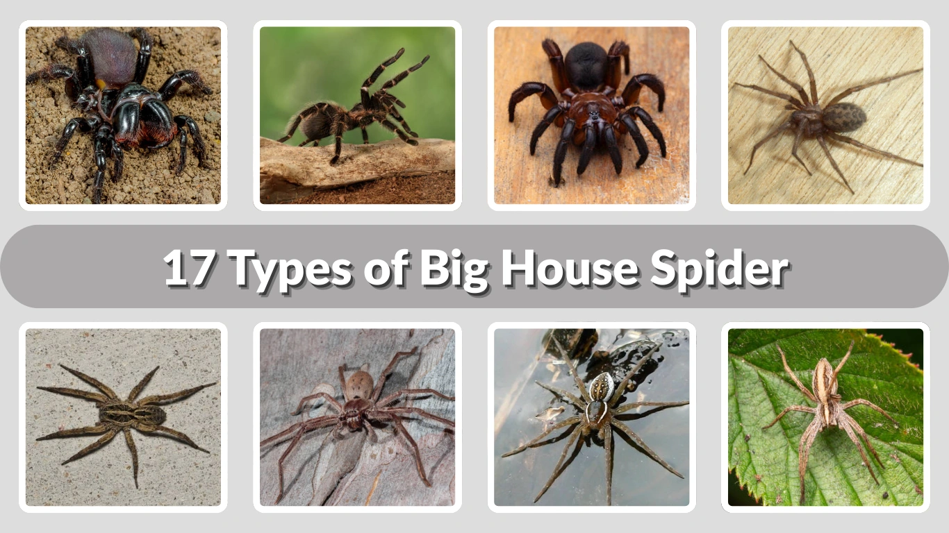 17 Types of Big House Spider: Habitat, Behaviors, ID & Picture