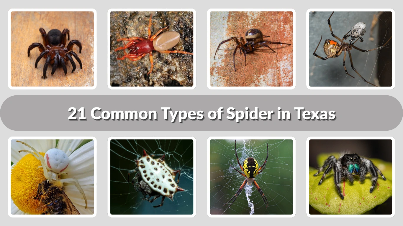 21 Common Types of Spider in Texas: Identification with Picture
