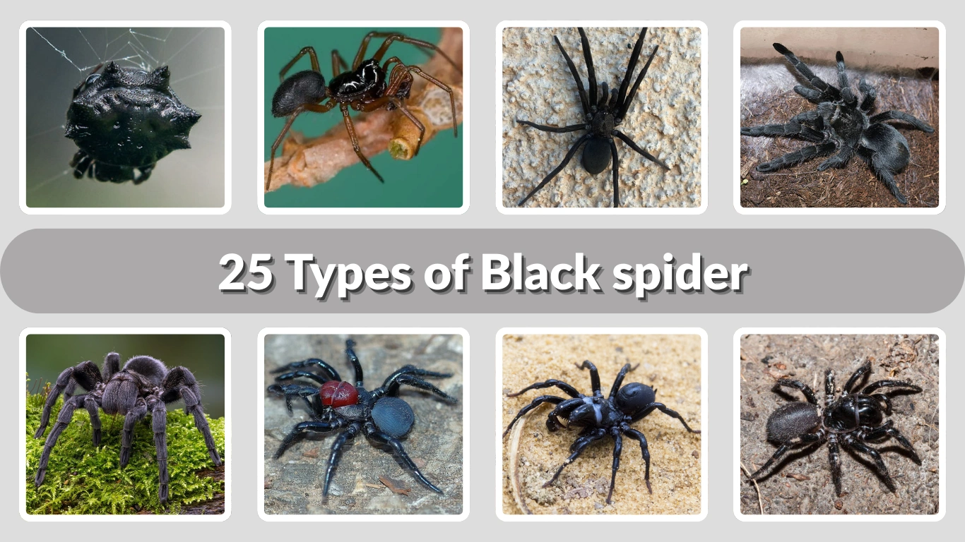 25 Types of Black spider: Habitat, Behaviors, ID & Pictures