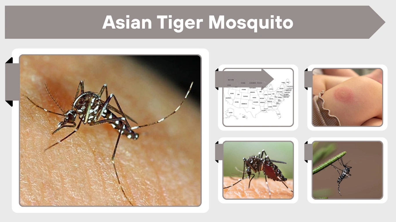 Asian Tiger Mosquito: Bites, Diseases, Habitat & Control