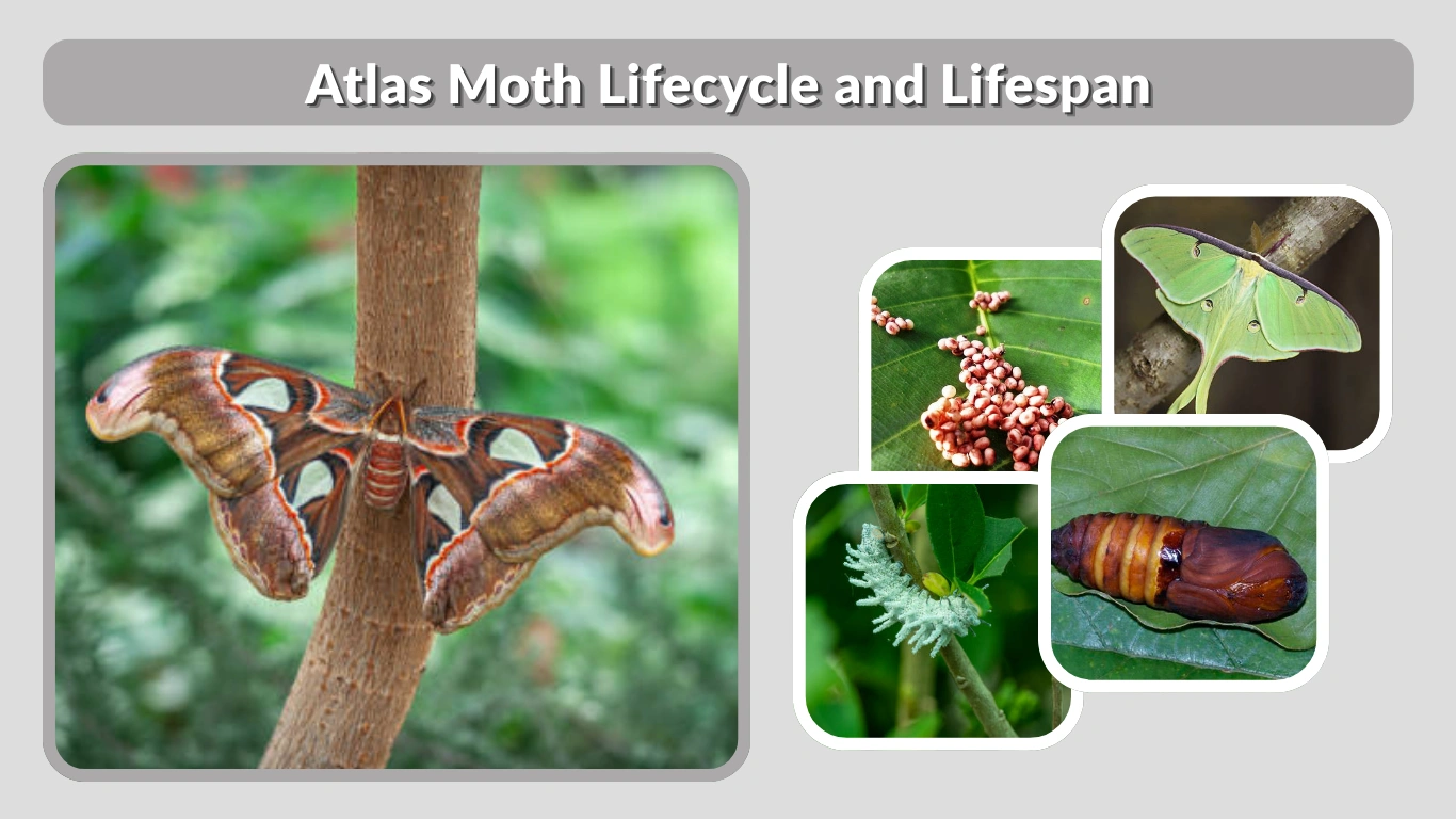 Atlas Moth Lifecycle and Lifespan: From Egg to Giant Adult