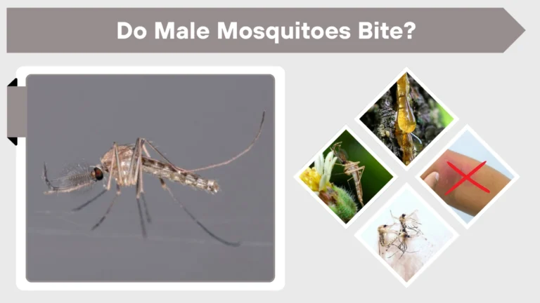 Female Insect Male Do Male Mosquitoes Bite? Male vs Female Explained