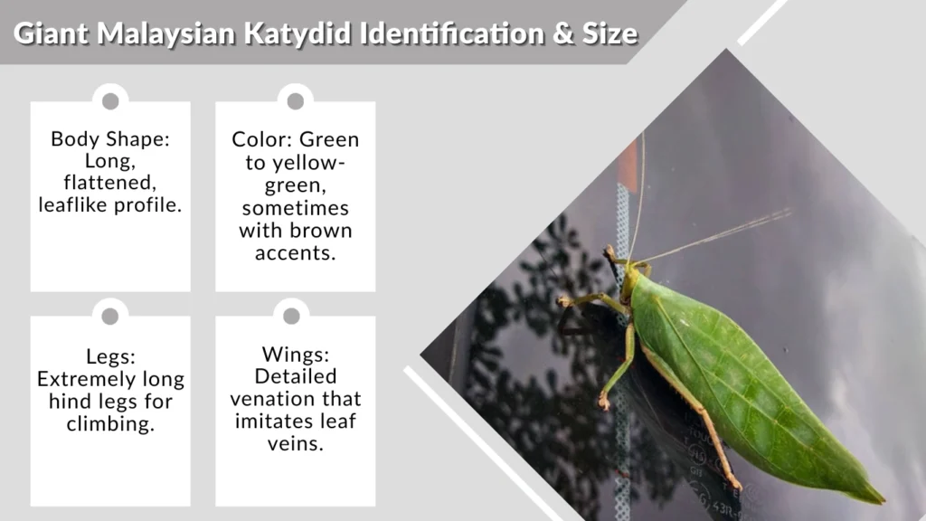 giant-malaysian-katydid-size-diet-care-behavior