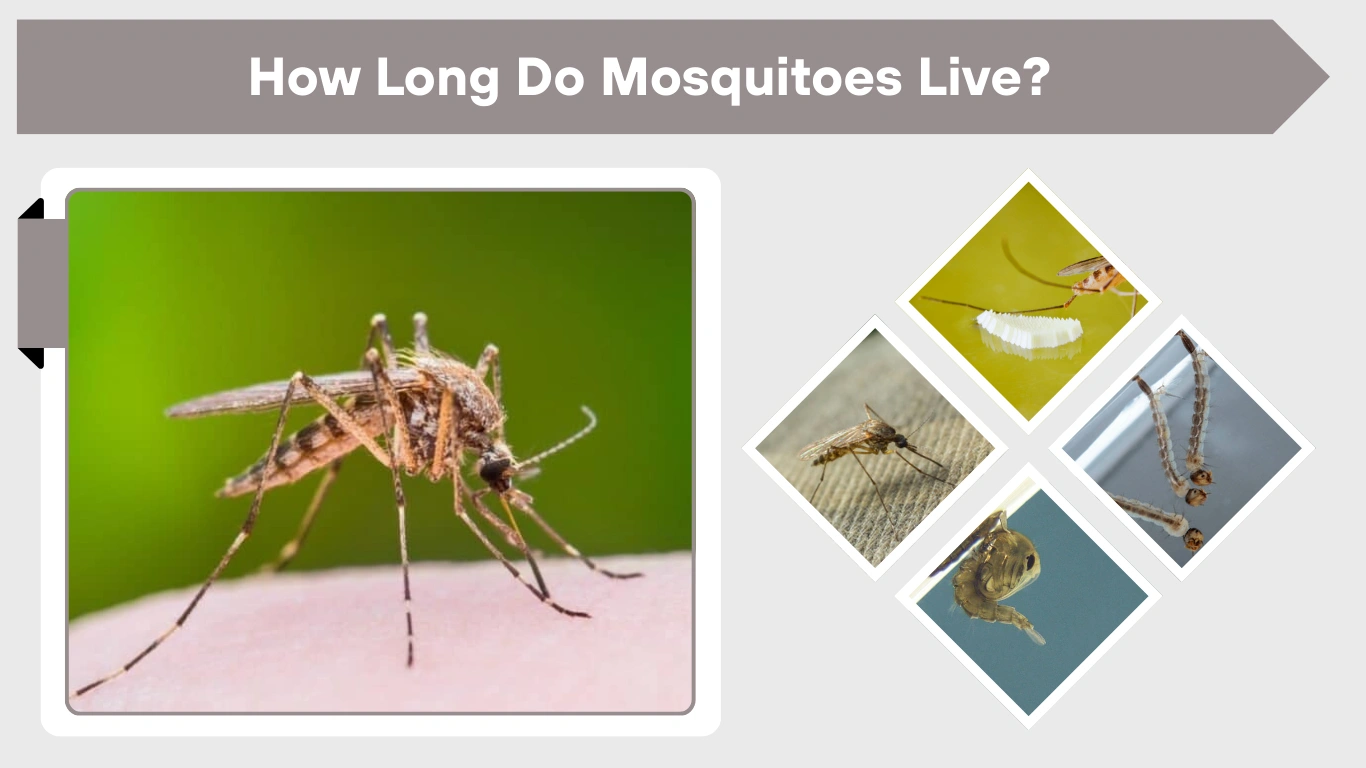 How Long Do Mosquitoes Live? Lifespan Indoors, Outdoors & More