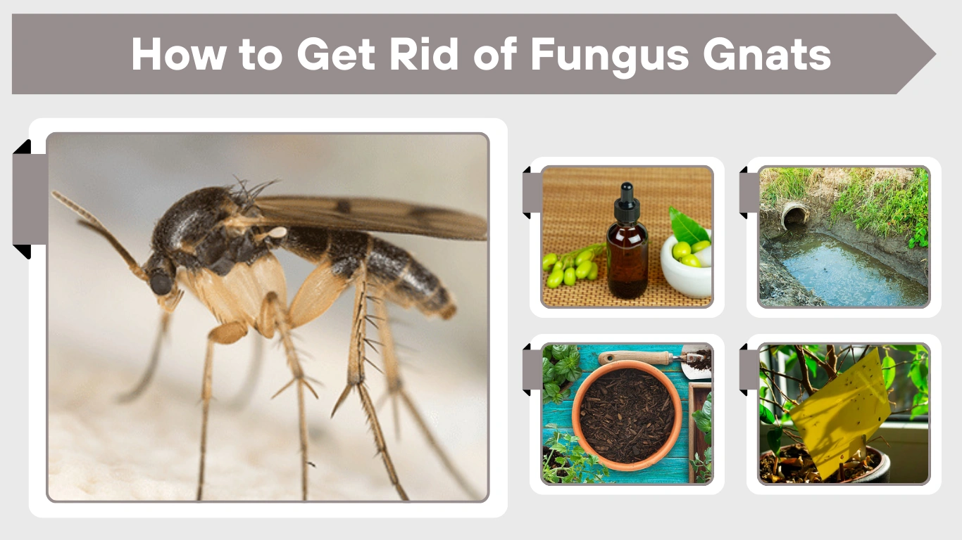 How to Get Rid of Fungus Gnats ( Houseplants & Indoors)