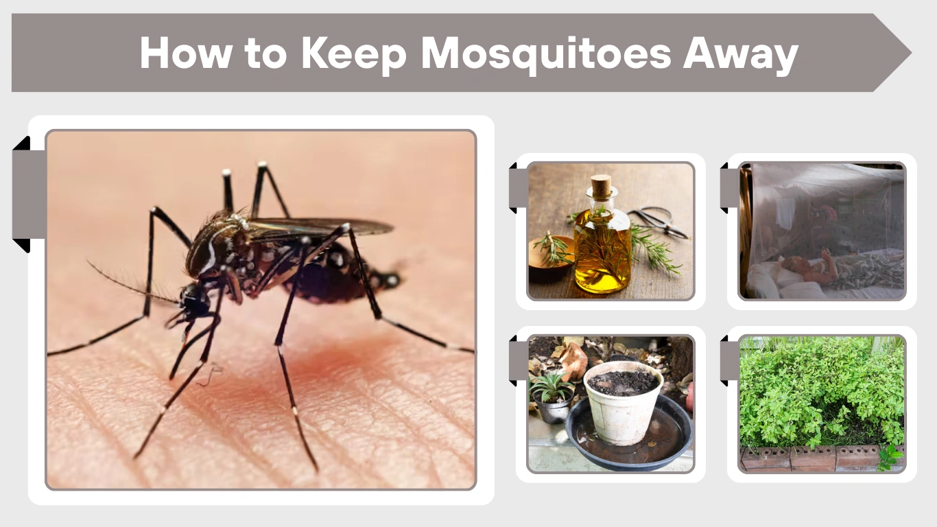How to Keep Mosquitoes Away Naturally Indoors & Outdoors
