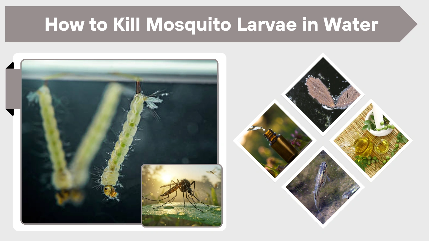 How to Kill Mosquito Larvae in Water Safely & Naturally