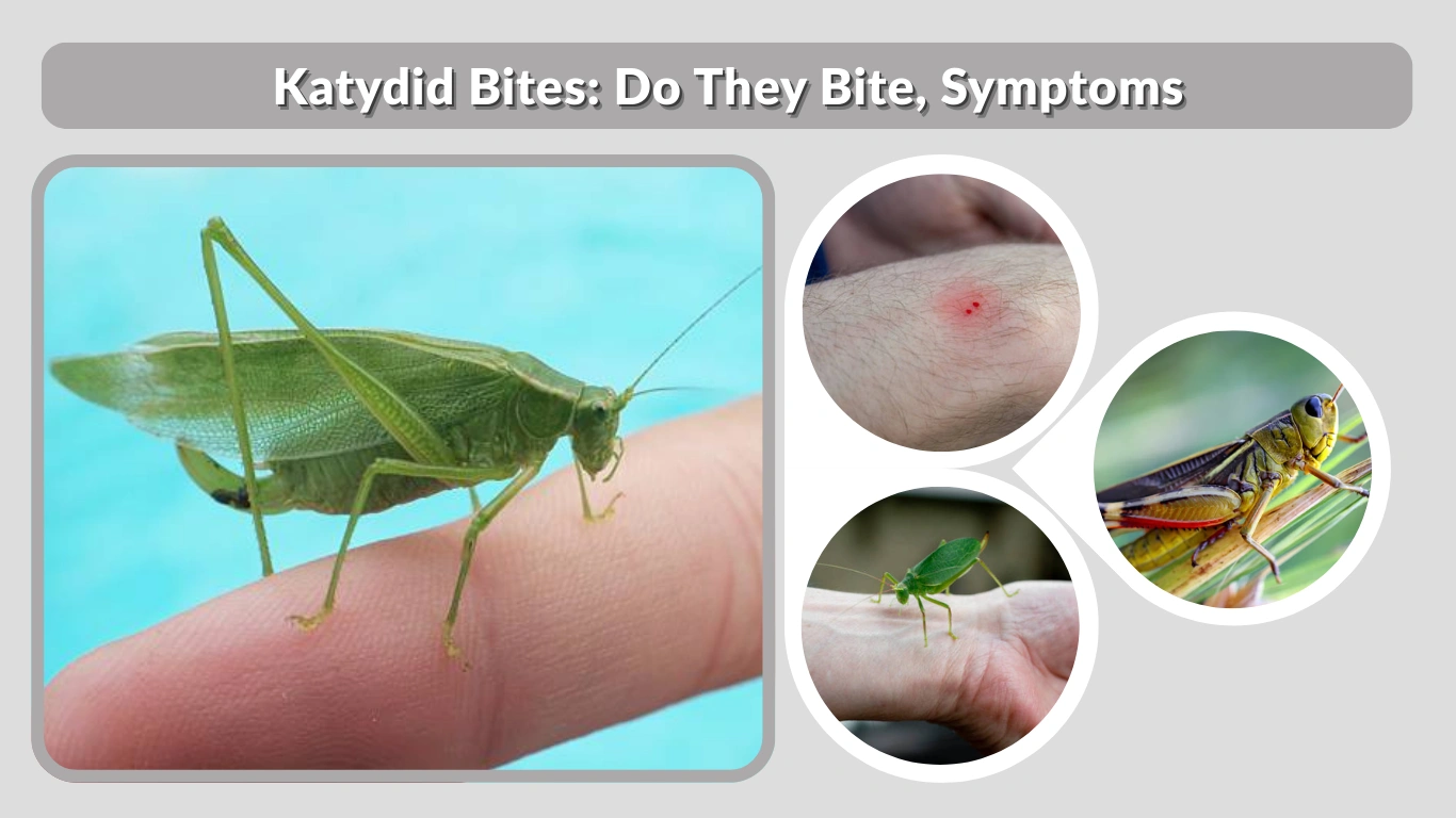 Katydid Bites: Do They Bite, Symptoms & Safety Guide