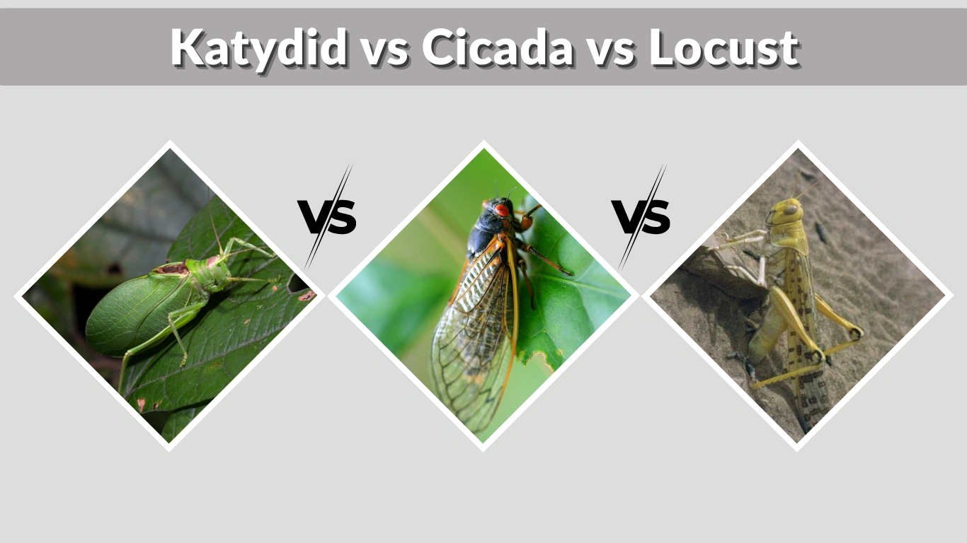Katydid vs Cicada vs Locust: 7 Key Differences Between them