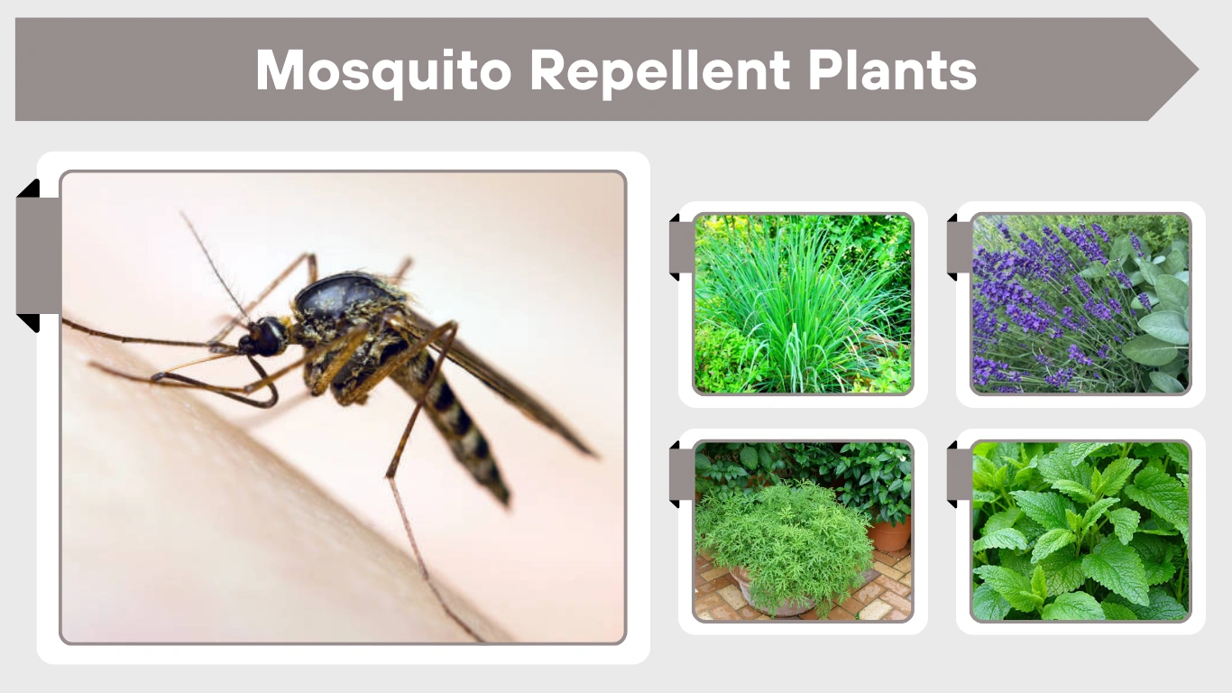 Mosquito Repellent Plants: Best Plants That Repel Mosquitoes