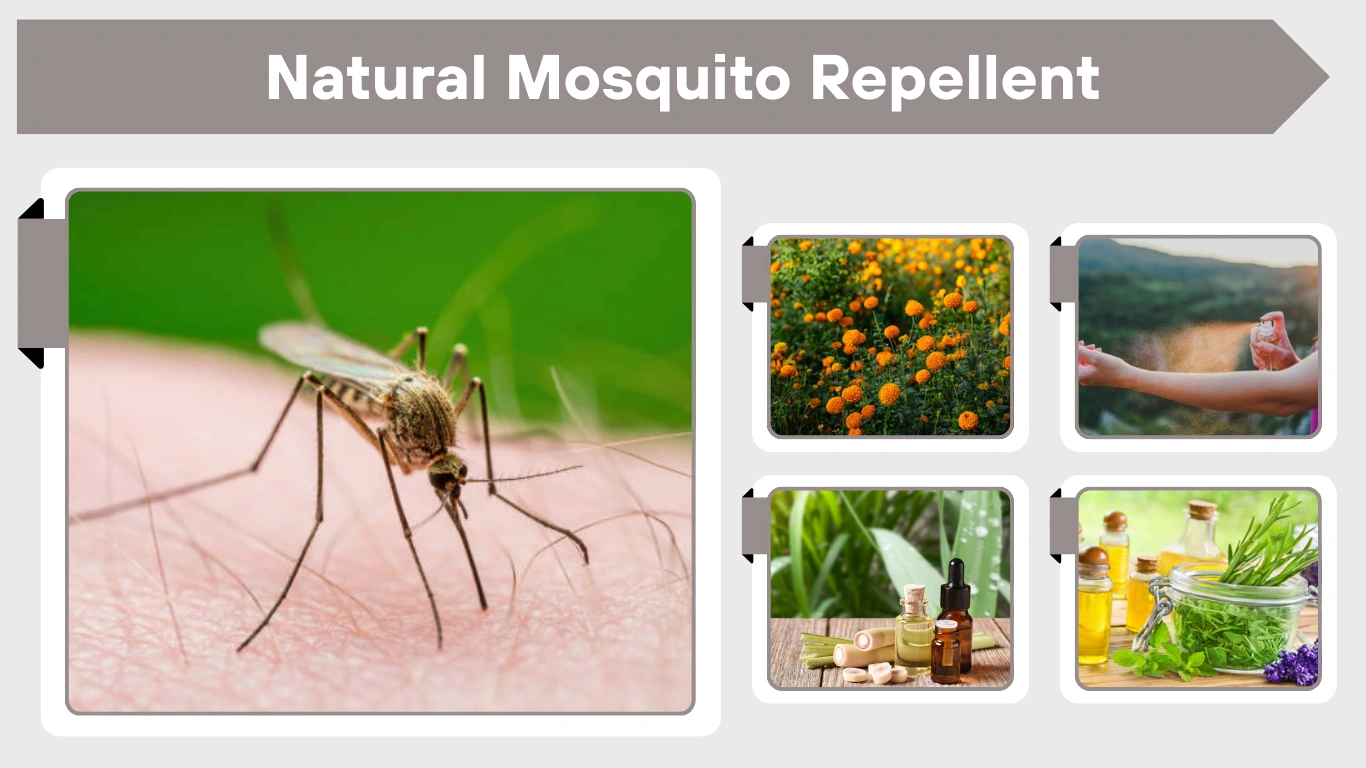 Natural Mosquito Repellent: Safe Ways to Repel Mosquitoes