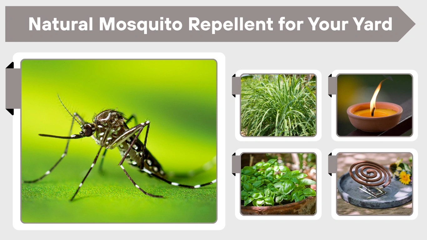 Natural Mosquito Repellent for Your Yard: Safe & Effective Solutions