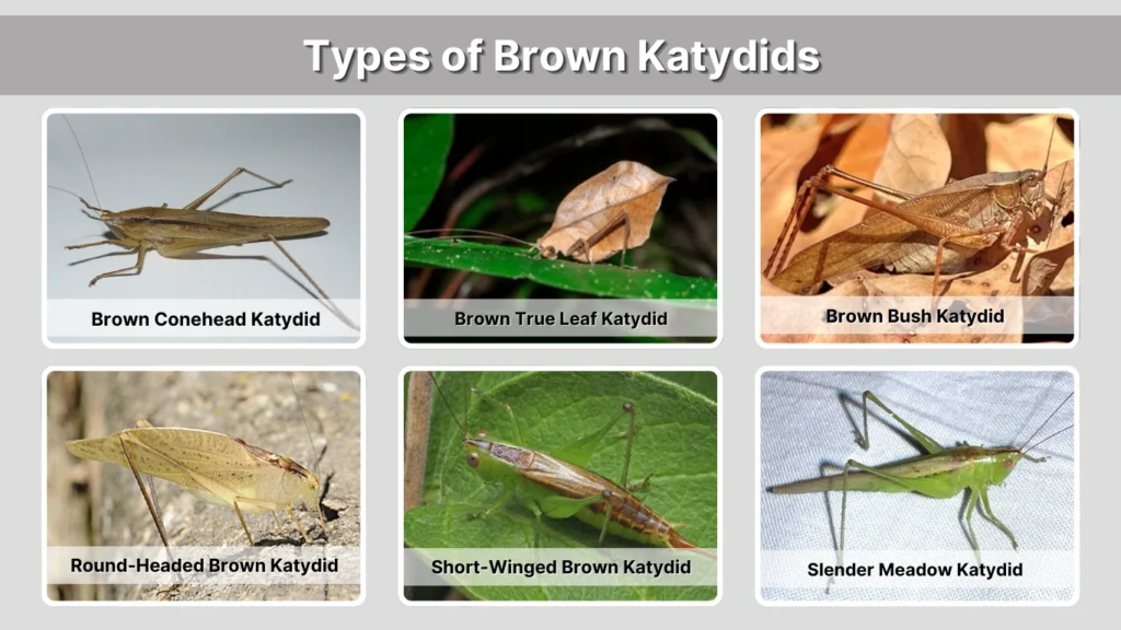 brown-katydid-identification-types-sounds-meaning