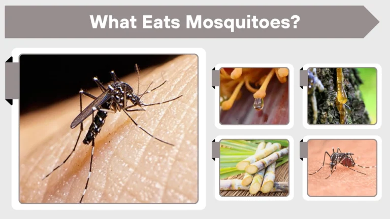 What Eats Mosquitoes? Myths vs Facts Explained What Eats Mosquitoes Myths vs Facts Explained