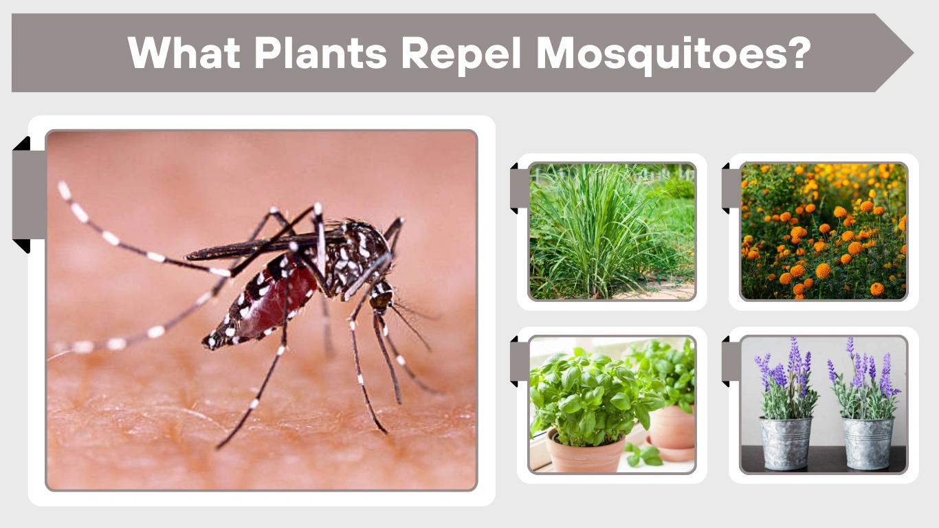 What Plants Repel Mosquitoes? A Complete Natural Guide