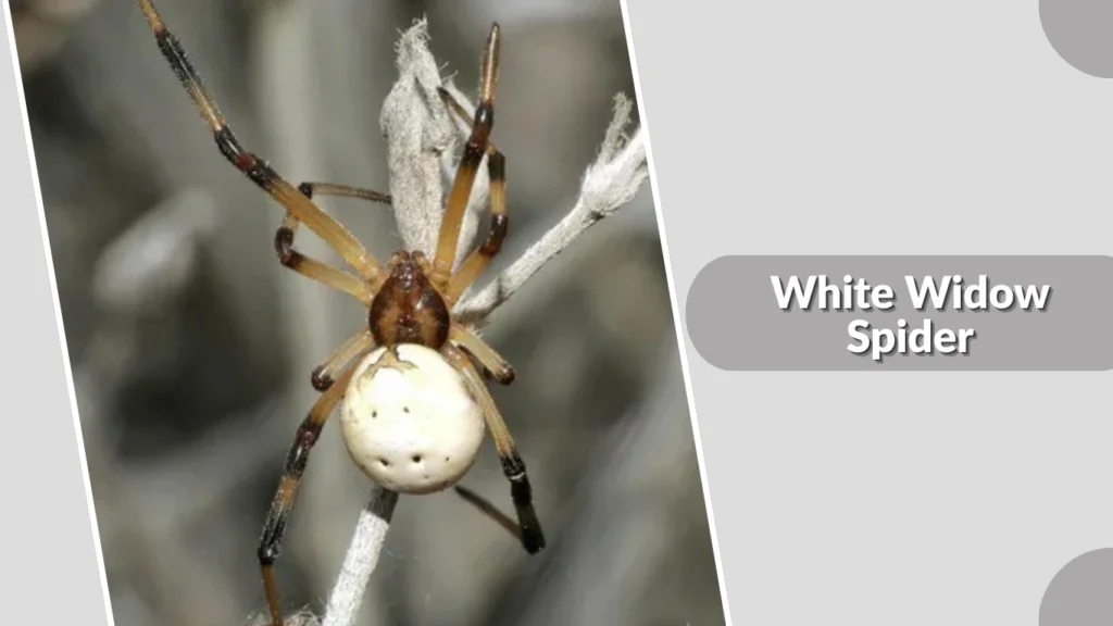 16 Types of White Spider: Habitat, Behaviors, ID & Picture