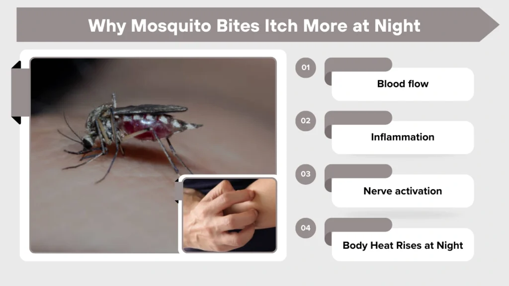 Why Do Mosquito Bites Itch So Much? Full Breakdown & Fixes