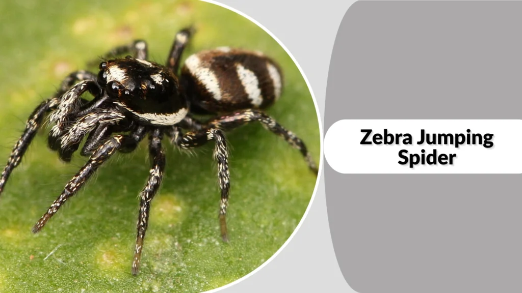 25 Types of Black spider: Habitat, Behaviors, ID & Pictures