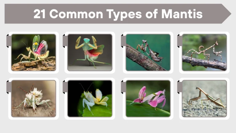 21 Common Types of Mantis Identification with Pictures