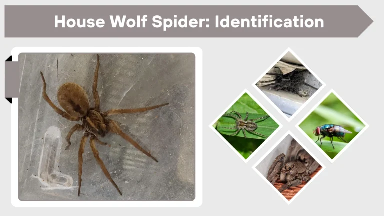 House Wolf Spider Identification, Habitat, Behavior & Facts