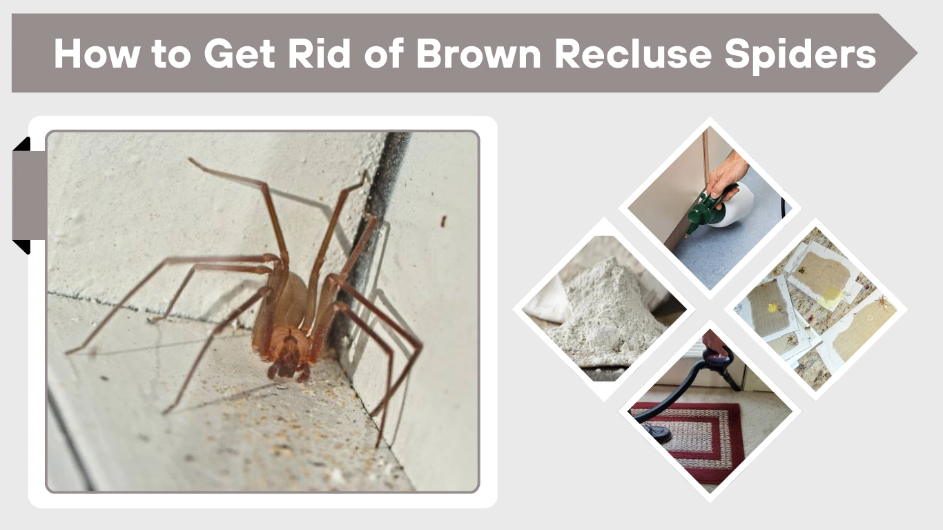 How to Get Rid of Brown Recluse Spiders: Effective Methods & Prevention