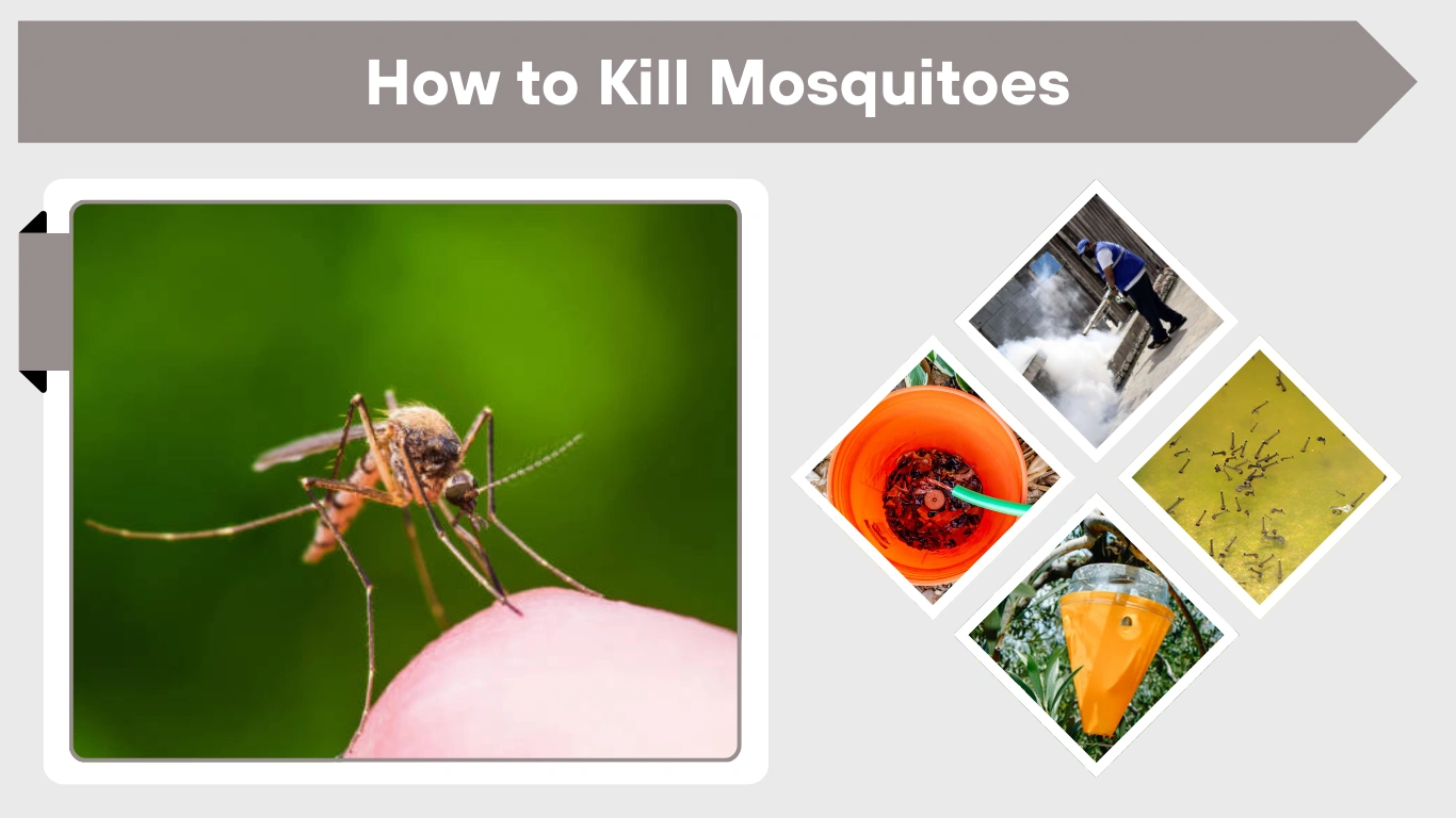 How to Kill Mosquitoes: Proven Methods That Really Work