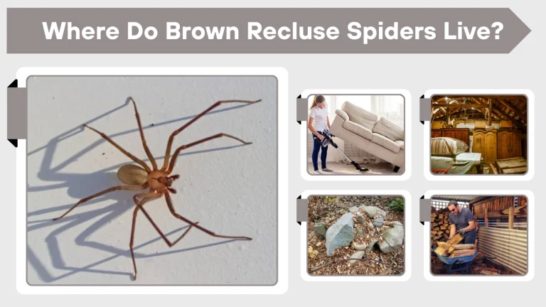Where Does A Brown Recluse Live